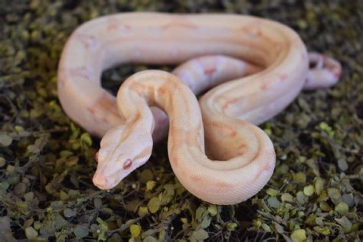 Unveiling The Enigmatic Albino Boa Constrictor: Discoveries And Insights