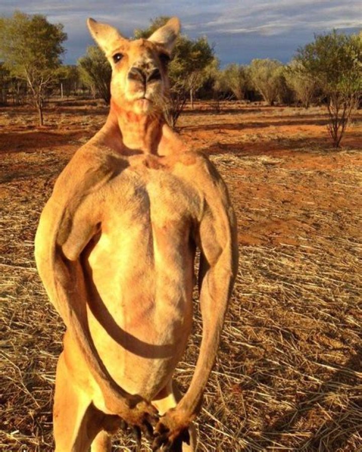 Alpha Male Kangaroo: The King of the Australian Outback