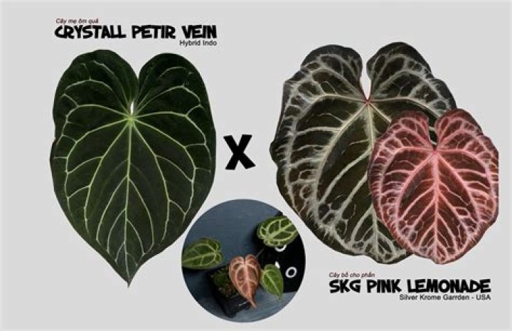 Unveil The Enchanting World Of Anthurium Pink Lemonade: Discoveries And Insights