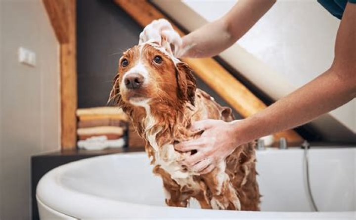 Bathing Dog in Dawn: The Ultimate Guide to Morning Dog Bathing