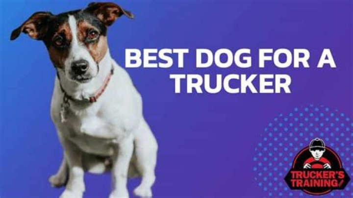The Ultimate Guide To Choosing The Best Dog For Truck Drivers