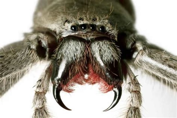 Do Rain Spiders Have Fangs? Unpacking How We 'Do' Knowledge and Inquiry