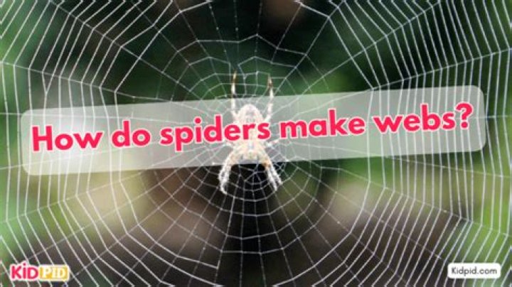 Do Sophie Rain Spiders Build Webs? Unraveling a Curious Query