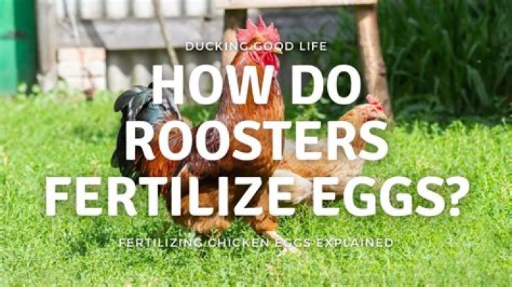 How Does a Rooster Fertilize Eggs: A Comprehensive Guide