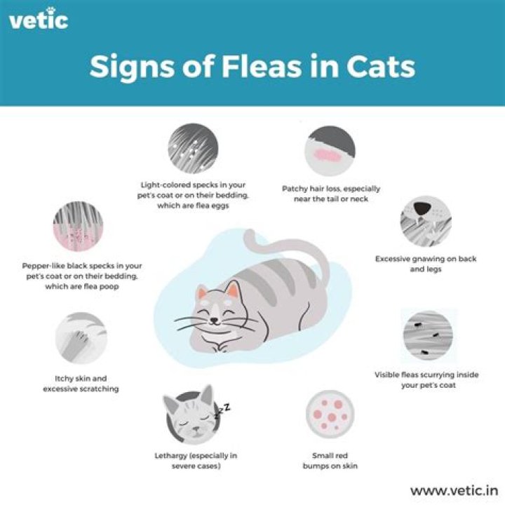 How Many Wives Has Flea Had? Unpacking the Personal Life of a Rock Icon