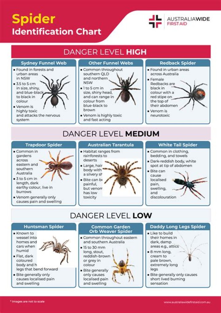 How to Identify a Rain Spider? Your Guide to Recognizing These Fascinating Creatures Today