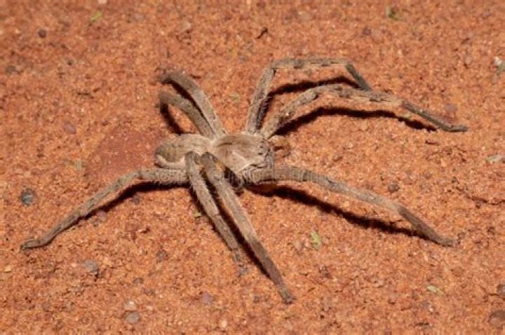 Is a Rain Spider a Tarantula? Unraveling the Mystery of Big, Hairy Spiders