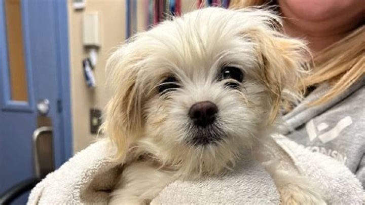 Jersey City Humane Society's Mission And Impact