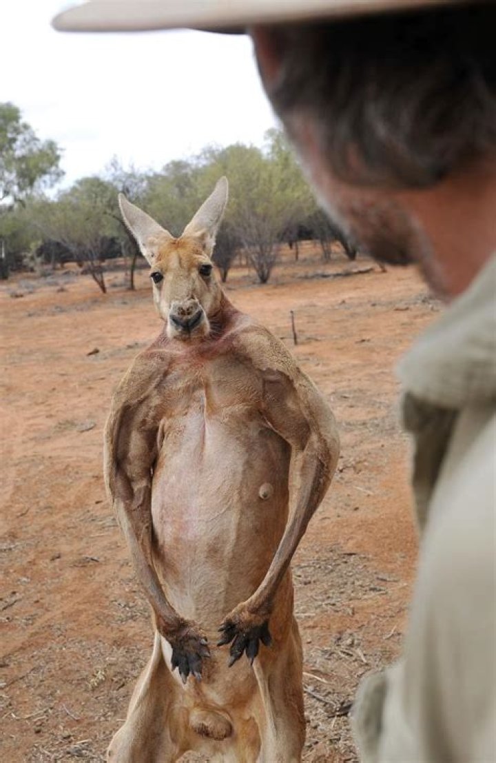 Kangaroo Alpha Male: The King of the Australian Outback