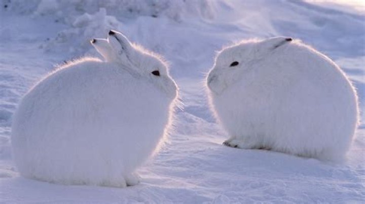 Discovering the Real Snow Bunny Animal: Surviving Winter's Embrace in Colorado and Beyond