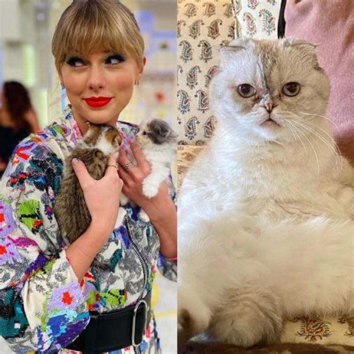 Taylor Swift's Cat Died: A Heartfelt Tribute to Her Beloved Feline Family