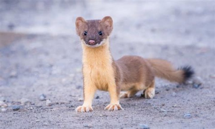 Uncover The Enigmatic "Weasel Paws"