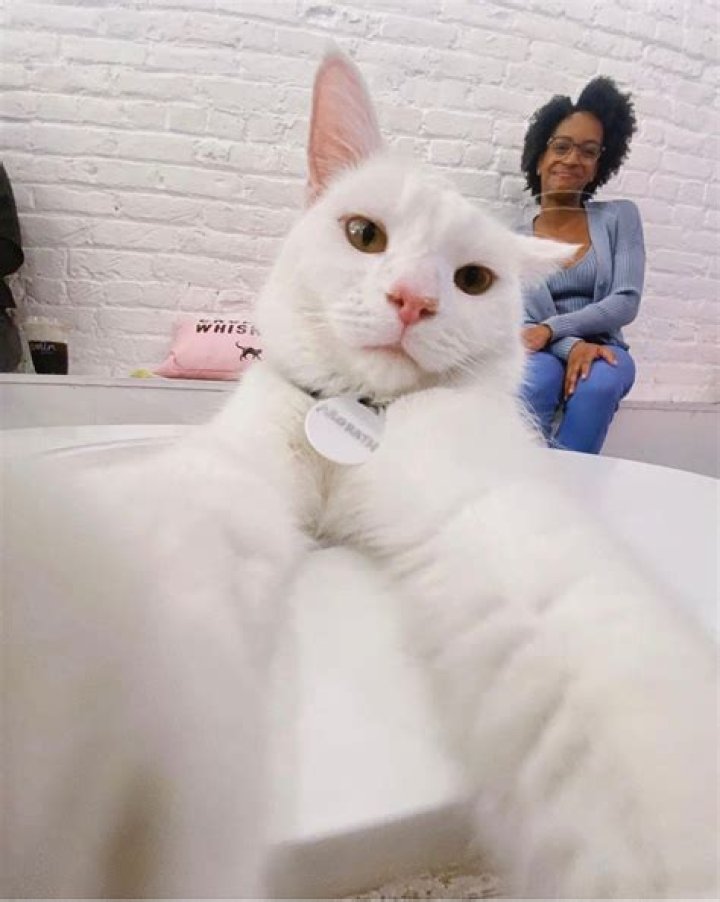 Who Voices Cuddly Whiskers? Finding the Perfect Animated Character Voice Today