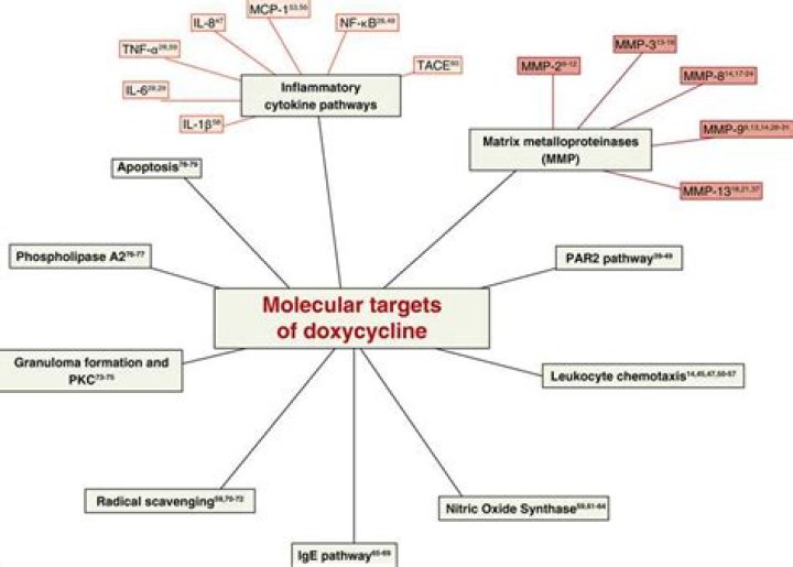 Why Does Doxycycline Cause Photosensitivity? A Comprehensive Guide